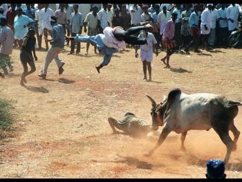 泰米尔乡村斗牛